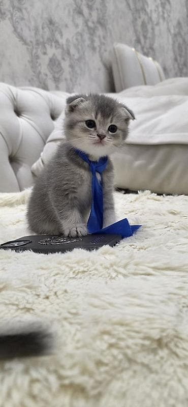 pisik satislari: Şotland, Erkək — 1