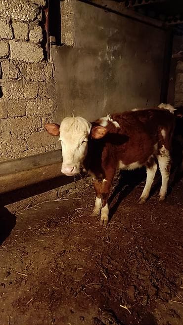 anqus dana satışı: Qara‑ağ başlı, qırmızı-bənövşəyi bədənli dana. - Cins tipajı — 2