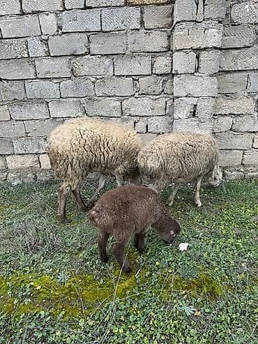 ag at sekilleri: Satlıq xırdabuynuzlu heyvanlar - Növ: Qoyun sürüsü - Təsvir — 1