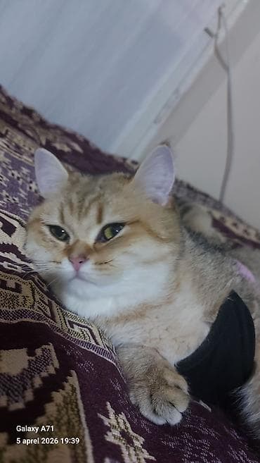 Pişiklər: Qızıl şinşilla, Dişi — 5