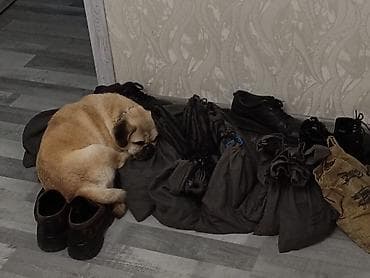 heyvanlar: Mops — 1