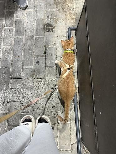 qayiş: Sari pisik sahiblendirilir ev pisiyidir heyet evindede saxlamaq olar — 4