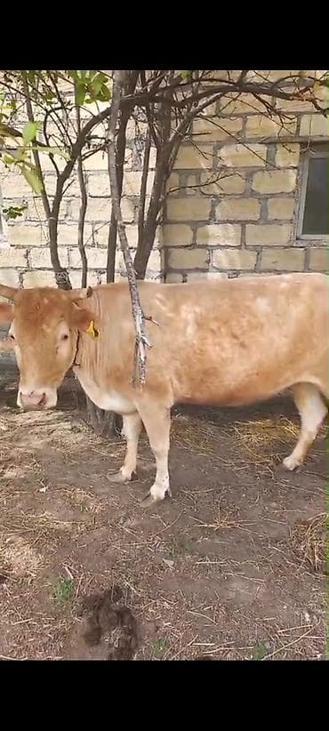 mal inək: Simental tipli inək/ ikinki qarina sunu maylanmadan boqazdi - Rəng — 1