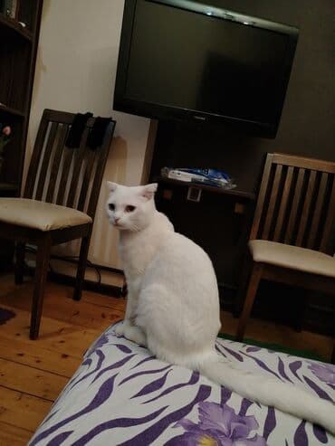 pişik çanta: Şotland yastı qulaq, Yaxşı əllərə — 14