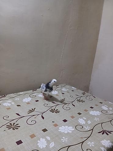 heyvan: Göy ag bas ag per erkey mayaliqi bilinmir baladan qalxma heyvandi tam — 2