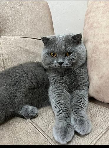 Britan, Erkək, Yaxşı əllərə, Ünvandan götürmə