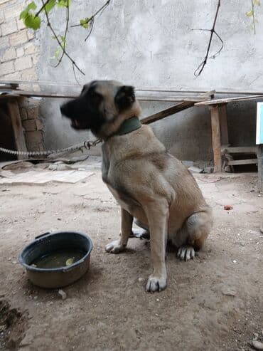 qaz balasi nece gune cixir: Kanqal, 1 il, Dişi, Peyvəndli, Ünvandan götürmə — 1