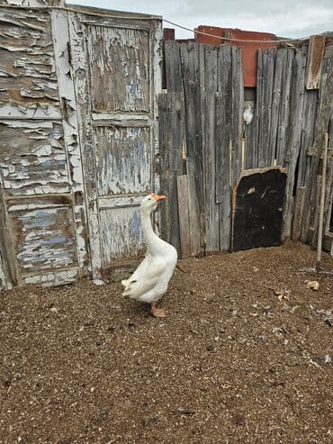 rus inekleri: Erkək, | Linda, Ətlik — 1