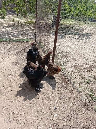 azeri it adlari: Brahma cinsli toyuqlar. Toyuqlar 35 azn xoruz 50azn hamisi kom — 2