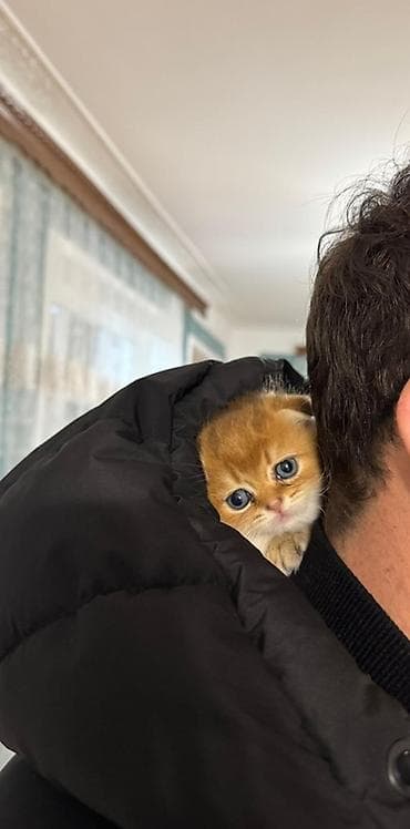 Quşlar: Qızıl şinşilla, Erkək — 4