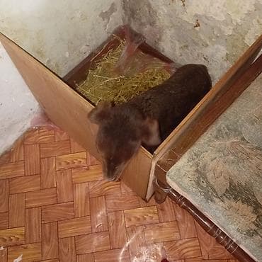 Pişiklər: Qoyun quzusu – balaca yaşda - Cins: yerli (qaramala uyğun, kənd — 1