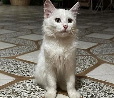 Dişi, Yaxşı əllərə lalafo.az -da Dişi, Yaxşı əllərə