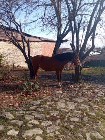 Cins: Qarabağ təmiz atdı sağlamdır super qacaragi.ilxi qorumağna söz