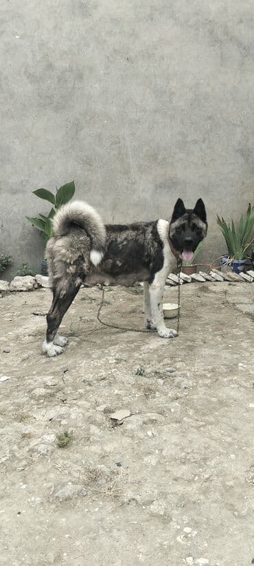 dişi: Akita-inu, 1 il, Dişi — 1