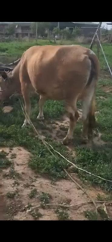 Bir dogan qisir etlik duye