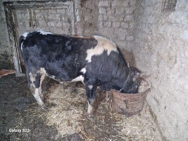 Inəklər, öküzlər: Satlıq: qaramal – erkək buzov/ dana - Növ: ətlik istiqamətli qarışıq — 3