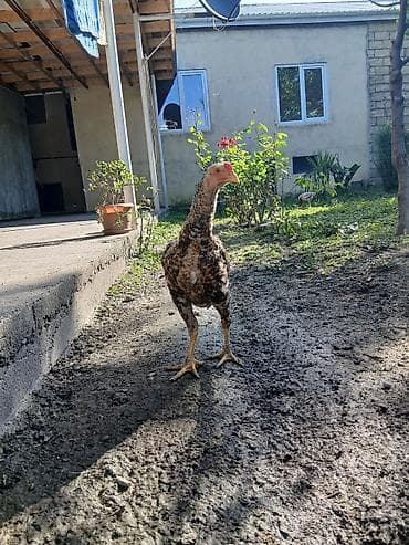 hind toyuğu: Toyuq, Damazlıq — 2