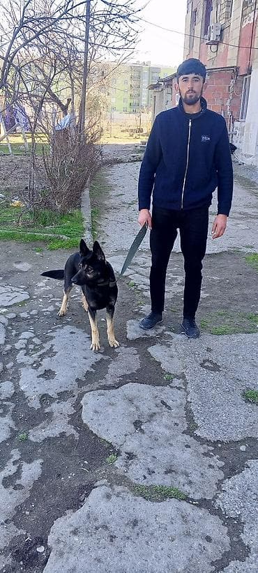 Alman çoban iti (German Shepherd) – dışı - Rəng: qara-tan (qara bel