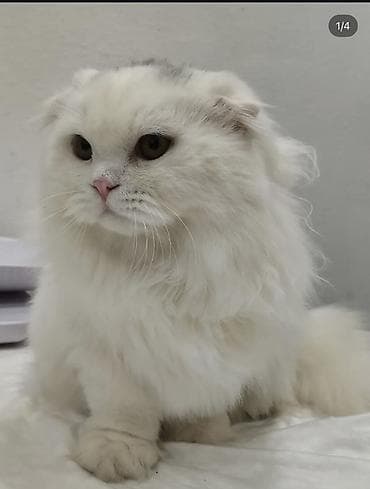 Для вязки Ağ tüklü, uzun tüklü Scottish Fold oğlan. Yalniz dik qulaq