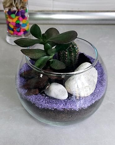 Buket güllər: Şüşə akvariumda kaktus və sukulentlərdən ibarət mini bağça. Bənövşəyi — 5