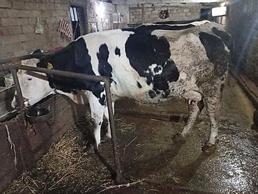 simmental inək cinsi: Salam hər cür mal var sagmal boğaz balamı qiymətlər fərqlidir isdiyen — 1