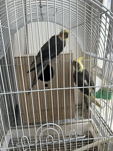Tutuquşları: Növ: Nimfa papuqayı (Cockatiel) cütü Rəng: Boz gövdə, sarı çələng və — 1
