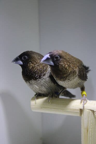 hazır hicablar: Amadin quslari saglam ve hazir quslardir. cüt veya tek satilir. qiymet — 9