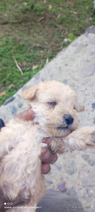 cuce yemi: Peyvəndli — 1