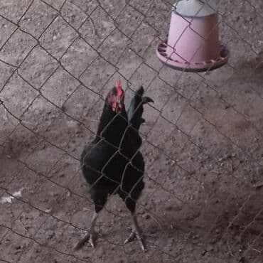 Dovşanlar: Xoruzlar satılır — 6