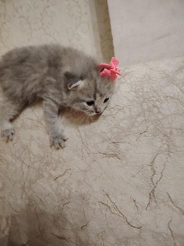 dovşan balaları: Şotland — 7