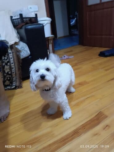 pitbull tap az: Бишон фризе — 1