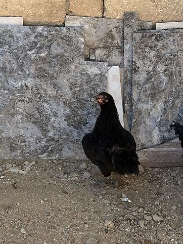 qara mal: Məhsul: Qara rəngli yerli toyuqlar Təsvir: - Fotolarda qara tük — 1