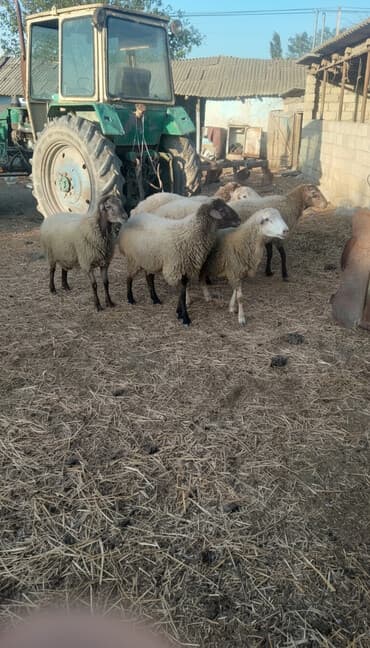 simental buzovlarin satisi xaçmaz tap az: Erkək, il: 1, 65 kq, Ətlik — 1