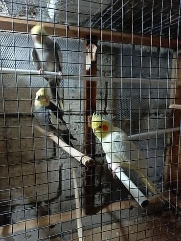 Dovsanla barter olunur bu qusdar kim barter edirse elaqe saxlasin lalafo.az -da Dovsanla barter olunur bu qusdar kim barter edirse elaqe saxlasin