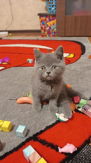 pişik balası satılır: Britan bala satılır. Erkəkdir. 1 ay 20 günlükdür, qurd dərmanı — 2