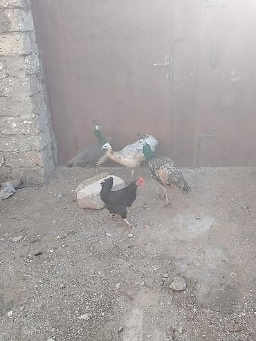 Павлины: Məhsul: Tovuz quşları və ev quşları - Növ: Tovuz quşu (erkək — 6