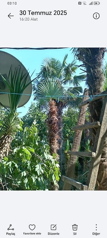 yolka agaci: Təsvir: - Nadir dekorativ xurma ağacları (Trachycarpus tipli, yelpik — 1