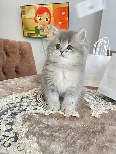 pisiy balasi: Şinşilla, Erkək, Yaxşı əllərə — 2