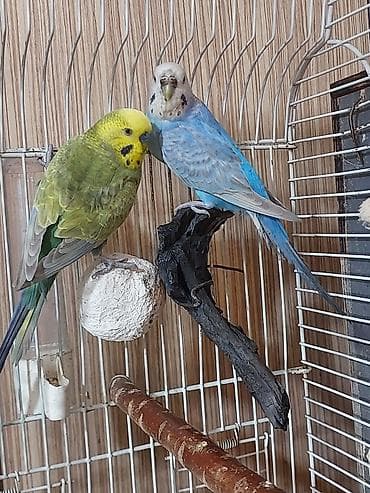 Quşlar: Salam hazir cut alti yumurtali rainbow cutluyu satilir erkey temiz qan — 3