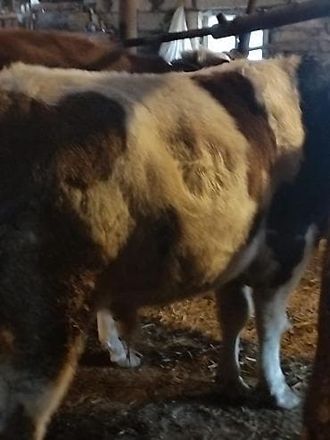 Dana, buzov: Erkek danalar satılır.Razılaşma yolu ilə — 4