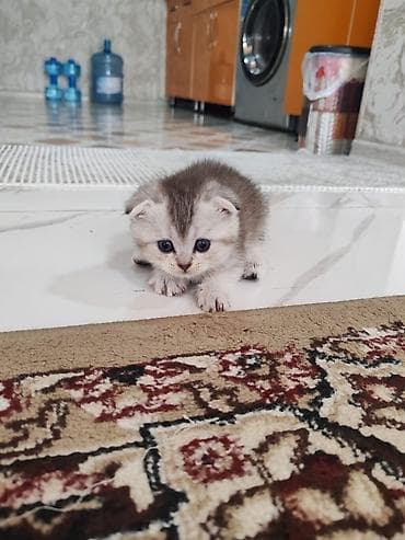 arpa qiyməti: Şotland yastı qulaq — 3