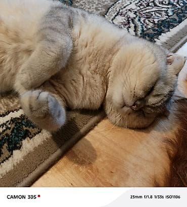 pulsuz pişikler: Şotland yastı qulaq, Pulsuz çatdırılma — 3