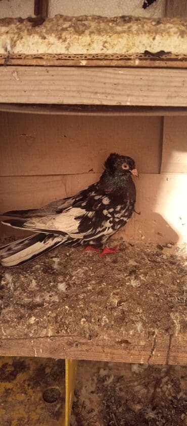 göyərçin satışı: Məhsul: Fantazi (bəzək) göyərçin Təsvir: - Rəng: qarışıq qara-ağ — 1