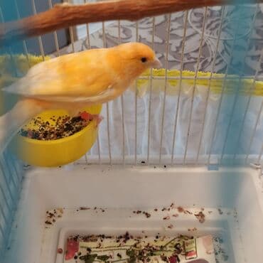 Bulbul-kanreyka oxuyur ! erkek, kok rengi, üstündə qəfəs və