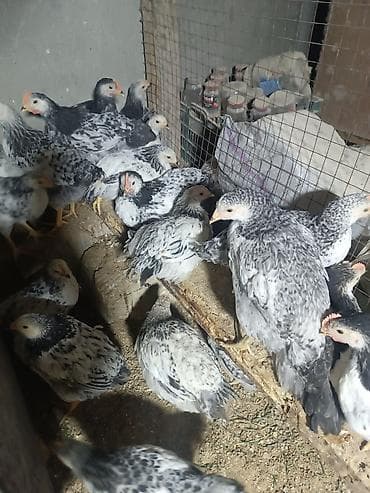 İtlər: Toyuq, Ətlik, Ünvandan götürmə — 9