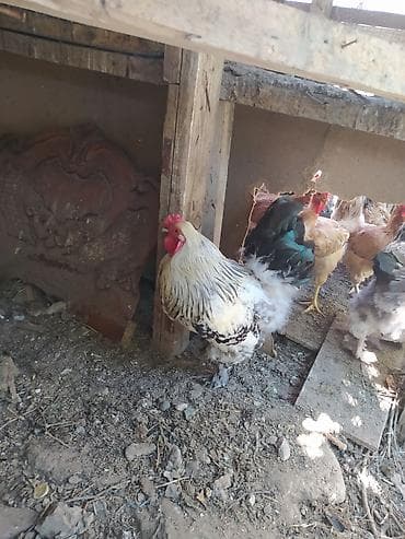 hind toyuqu: Toyuq, Yumurtalıq — 6