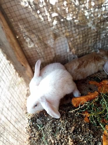 pekines satisi: Salam dovşanların hamsı satılır tam sağlam dılar heçbir xəsdəliyi — 2