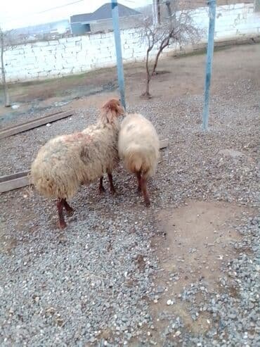 Gəmiricilər: Qiymət cütünə ayıdır real alıcıya endirim olacaq boğaz heyvan di — 10