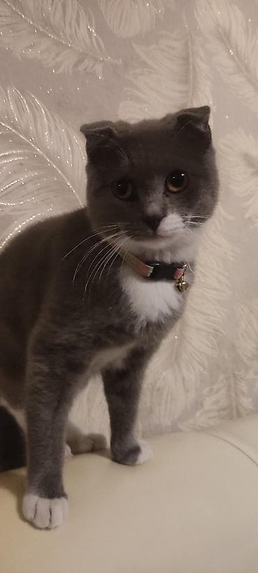 K/t heyvanları və malları: Şotland yastı qulaq — 1