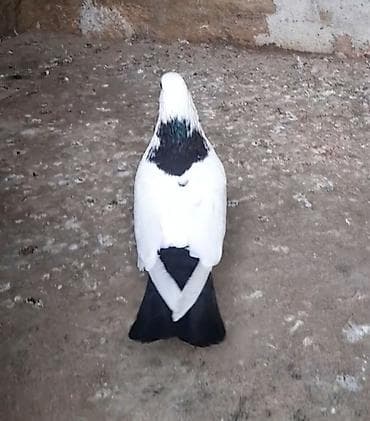 feniks quşu: Erkey — 3